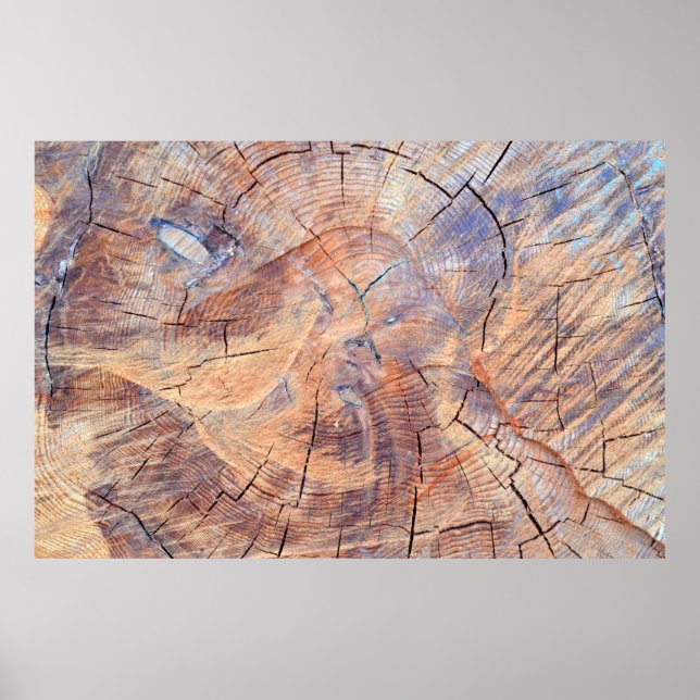 A tree in a cut. Logs lumber in the woods. Texture Poster (Front)