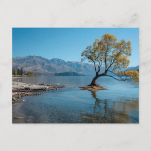 A Tree in a Lake Postcard