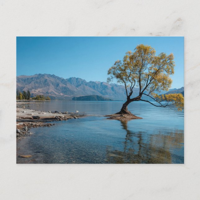 A Tree in a Lake Postcard (Front)