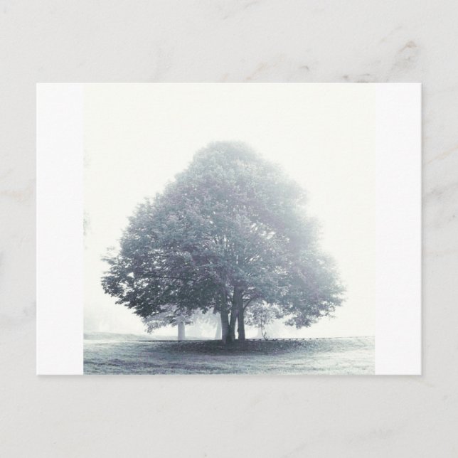 A Tree in Fog Postcard (Front)