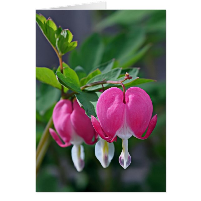 A True Heart (Front)