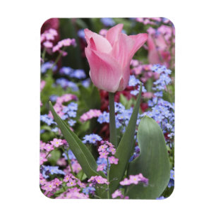 A tulip at Luxembourg Gardens, Paris, France Magnet
