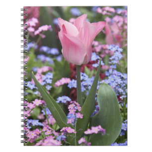 A tulip at Luxembourg Gardens, Paris, France Notebook
