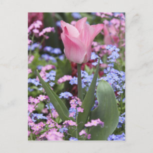 A tulip at Luxembourg Gardens, Paris, France Postcard