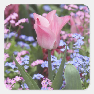 A tulip at Luxembourg Gardens, Paris, France Square Sticker