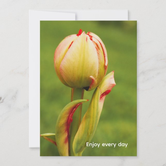 A tulip bud (Front)