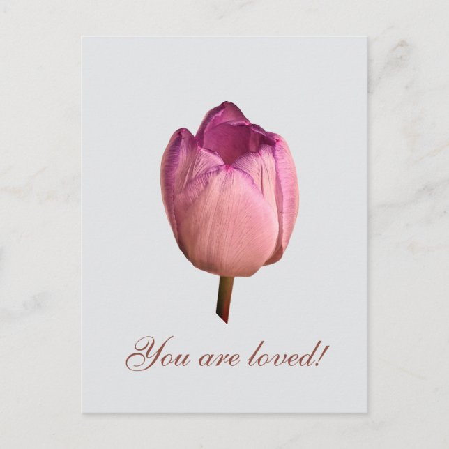 A tulip flower postcard (Front)