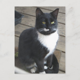 A Tuxedo Cat Postcard