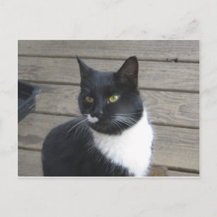 A Tuxedo Cat Postcard