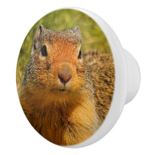 A Twitchy-Nosed Columbian Ground Squirrel Ceramic Knob