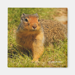 A Twitchy-Nosed Columbian Ground Squirrel Magnet