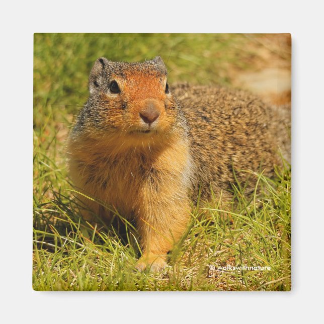 A Twitchy-Nosed Columbian Ground Squirrel Magnet (Front)