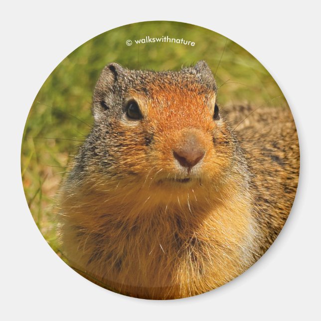 A Twitchy-Nosed Columbian Ground Squirrel Magnet (Front)