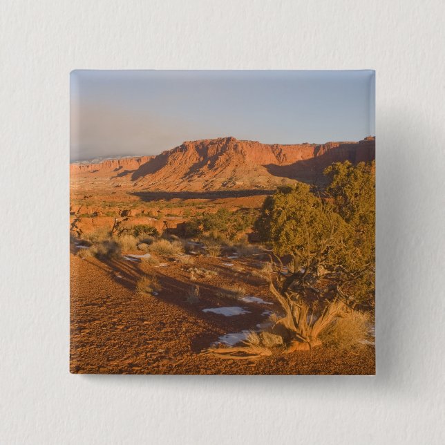A Utah Juniper Juniperus osteosperma) tree in 2 15 Cm Square Badge (Front)