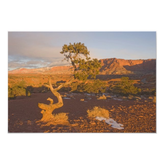 A Utah Juniper Juniperus osteosperma) tree in Photo Print (Front)