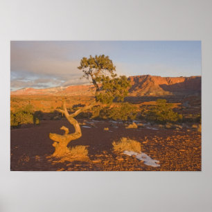 A Utah Juniper Juniperus osteosperma) tree in Poster
