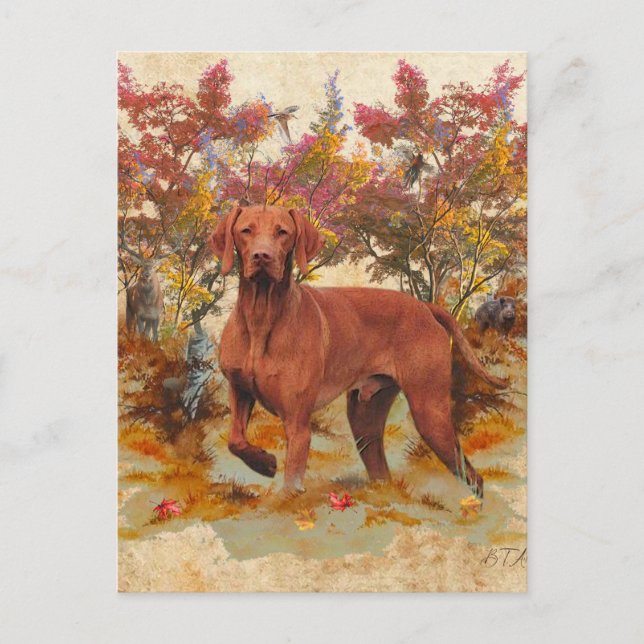 A versatile aristocrat in the Hungarian Vizsla Holiday Postcard (Front)