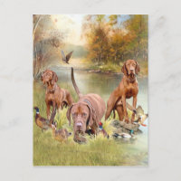 A versatile aristocrat in the Hungarian Vizsla