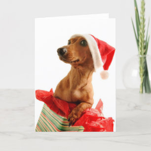 A very Doxie Christmas Holiday Card
