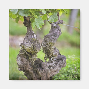 A very old vine in the Clos de l'Echo vineyard Magnet