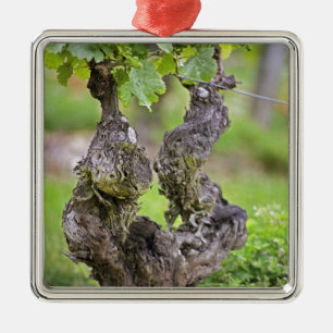 A very old vine in the Clos de l'Echo vineyard Metal Tree Decoration