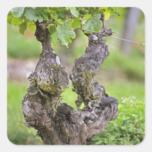 A very old vine in the Clos de l'Echo vineyard Square Sticker