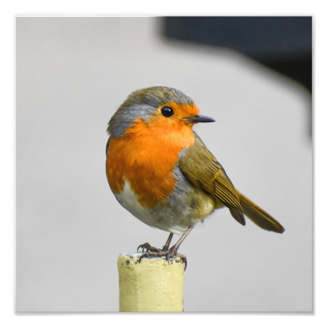 A Very Stunning Robin  Photo Print (Front)