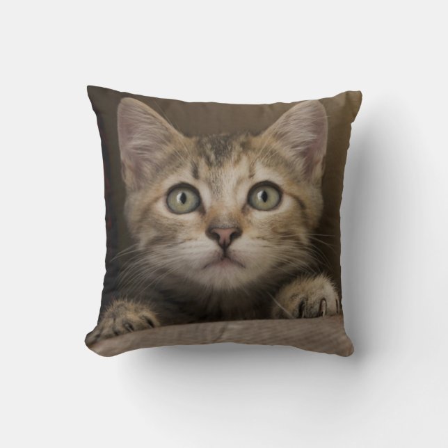 A Very Sweet Tabby Kitten Cushion (Front)
