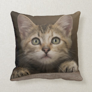 A Very Sweet Tabby Kitten Cushion