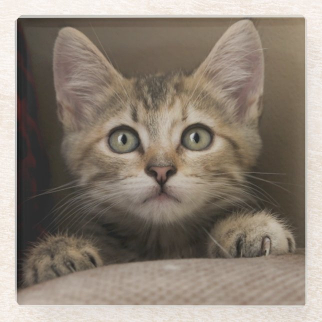 A Very Sweet Tabby Kitten Glass Coaster (Front)