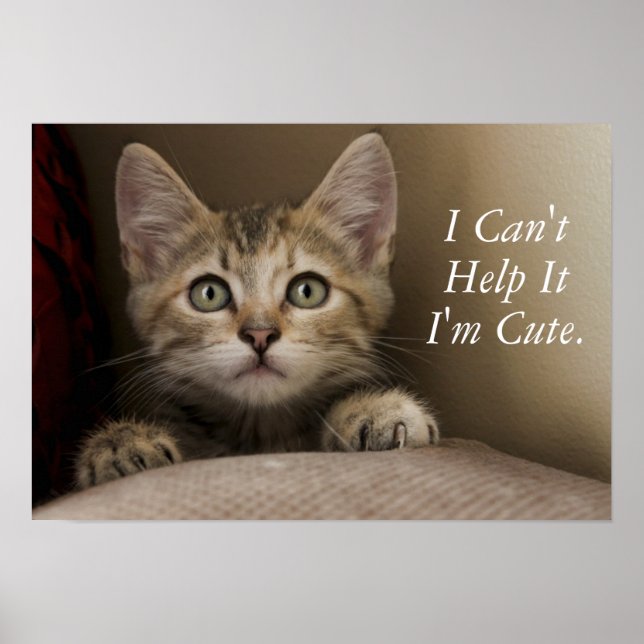 A Very Sweet Tabby Kitten Poster (Front)