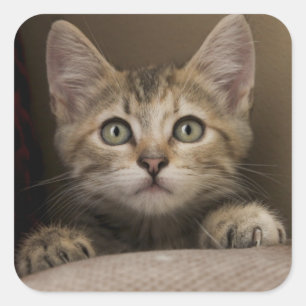A Very Sweet Tabby Kitten Square Sticker