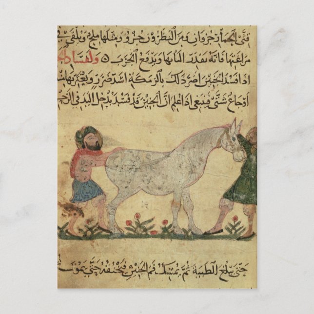 A veterinarian helping a mare to give birth postcard (Front)