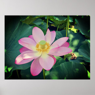 A vibrant lotus flower poster