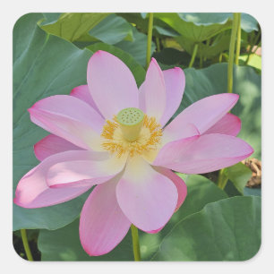 A vibrant lotus flower square sticker