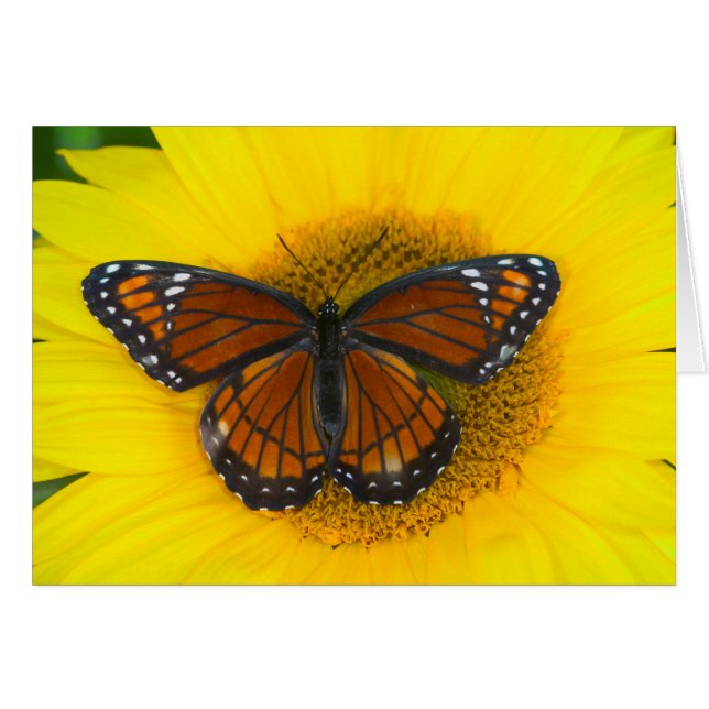 A Viceroy Butterfly | Limenitis Archippus (Front Horizontal)