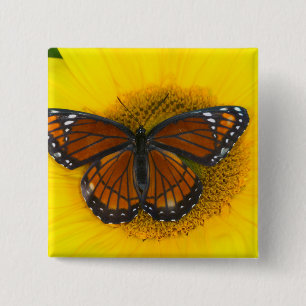 A Viceroy Butterfly Limenitis Archippus 15 Cm Square Badge