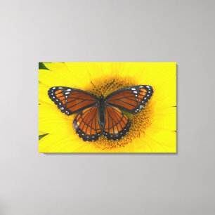 A Viceroy Butterfly Limenitis Archippus Canvas Print