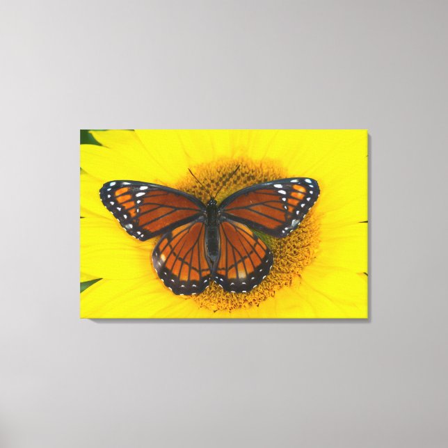 A Viceroy Butterfly | Limenitis Archippus Canvas Print (Front)