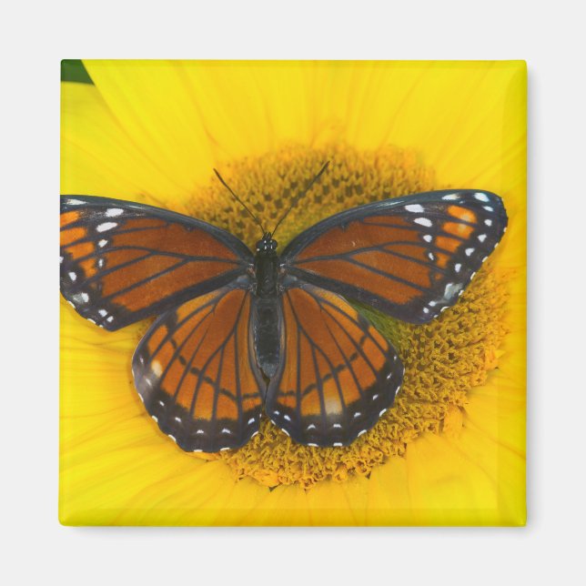 A Viceroy Butterfly | Limenitis Archippus Magnet (Front)