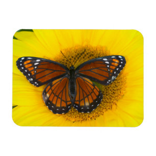 A Viceroy Butterfly   Limenitis Archippus Magnet