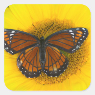 A Viceroy Butterfly Limenitis Archippus Square Sticker