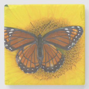 A Viceroy Butterfly   Limenitis Archippus Stone Coaster