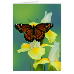 A Viceroy Butterfly on a Yellow Japanese Iris