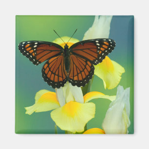 A Viceroy Butterfly on a Yellow Japanese Iris Magnet