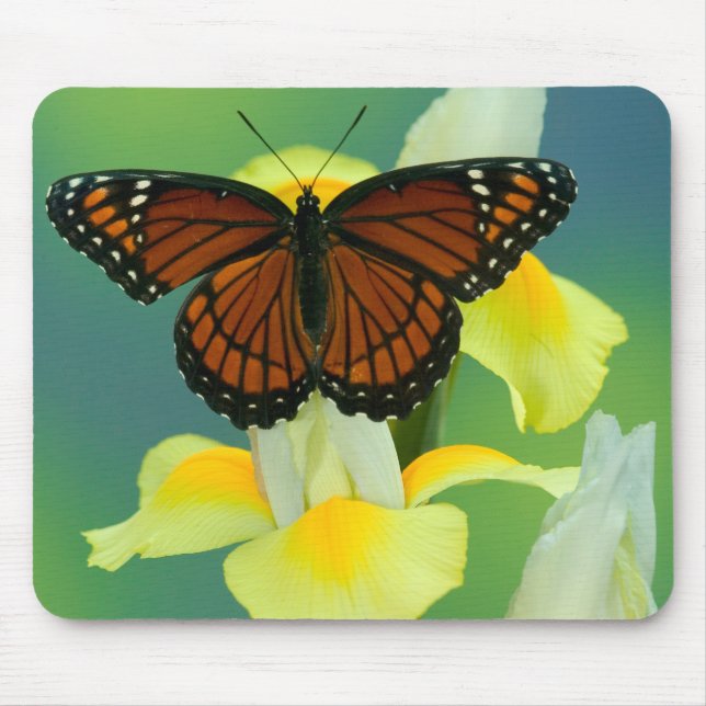 A Viceroy Butterfly on a Yellow Japanese Iris Mouse Pad (Front)