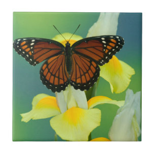 A Viceroy Butterfly on a Yellow Japanese Iris Tile