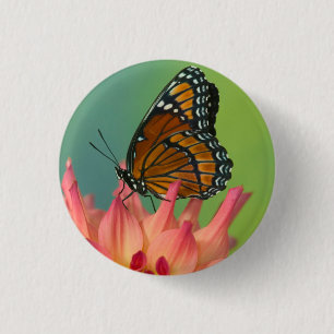 A Viceroy Butterfly on a Zinnia 3 Cm Round Badge