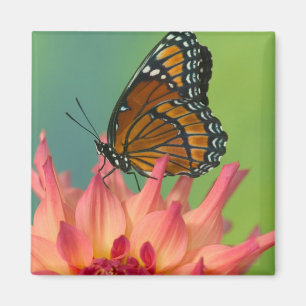 A Viceroy Butterfly on a Zinnia Magnet