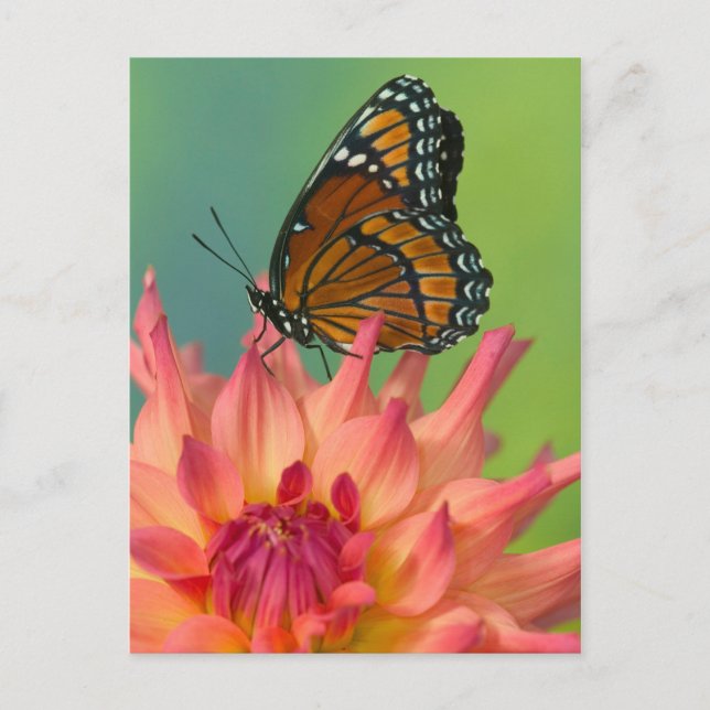 A Viceroy Butterfly on a Zinnia Postcard (Front)